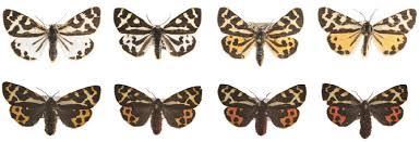 Attēlu rezultāti vaicājumam “Parasemia plantaginis female”