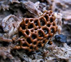 Attēlu rezultāti vaicājumam “Hemitrichia chrysospora macro”