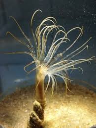 Image result for sea Anemone