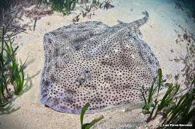 Image result for Raja brachyura