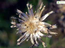 Attēlu rezultāti vaicājumam “Centaurea scabiosa bud”