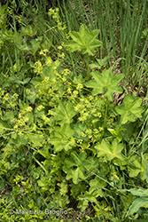 Attēlu rezultāti vaicājumam “Alchemilla subcrenata”