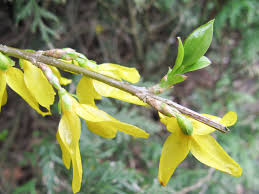 Attēlu rezultāti vaicājumam “Forsythia viridissima flower”