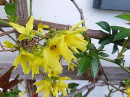 Attēlu rezultāti vaicājumam “Forsythia suspensa flower”