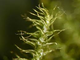 Attēlu rezultāti vaicājumam “Campylium stellatum”