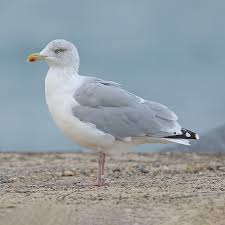 Attēlu rezultāti vaicājumam “Larus argentatus adult”