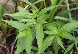 Attēlu rezultāti vaicājumam “Bidens cernua”