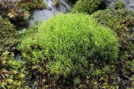 Attēlu rezultāti vaicājumam “Ditrichum flexicaule”