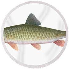 Image result for Moxostoma erythrurum