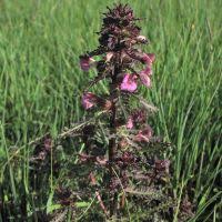 Attēlu rezultāti vaicājumam “Pedicularis palustris”