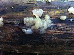 Attēlu rezultāti vaicājumam “Exidia thuretiana”