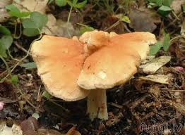 Attēlu rezultāti vaicājumam “Hydnum rufescens”