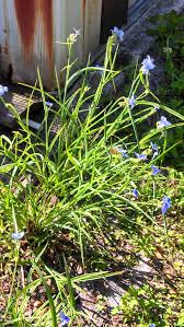 Attēlu rezultāti vaicājumam “Tradescantia virginiana”