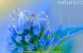 Attēlu rezultāti vaicājumam “Thomisidae”