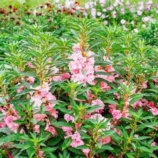 Image result for Impatiens balsamina