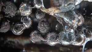 Attēlu rezultāti vaicājumam “Collaria sp.”