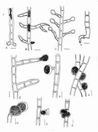 Attēlu rezultāti vaicājumam “Trentepohlia sp.”