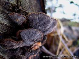 Attēlu rezultāti vaicājumam “Gloiodon strigosus”