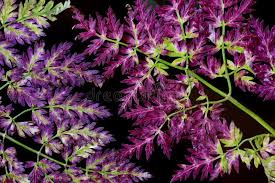 Attēlu rezultāti vaicājumam “Pteropsida”