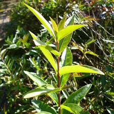 Attēlu rezultāti vaicājumam “Ligustrum vulgare”