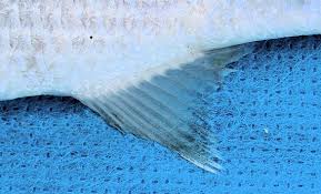 Image result for Mugil curema