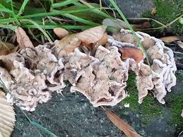 Attēlu rezultāti vaicājumam “Bjerkandera fumosa”