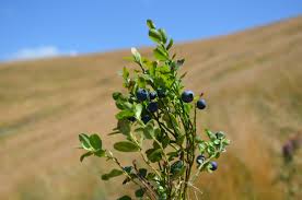 Attēlu rezultāti vaicājumam “Vaccinium myrtillus”