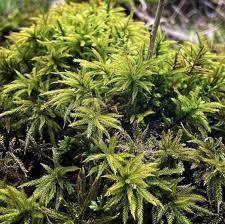 Attēlu rezultāti vaicājumam “Climacium dendroides”