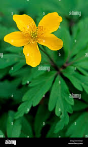 Attēlu rezultāti vaicājumam “Anemone ranunculoides flower”
