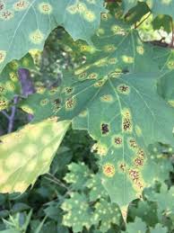 Attēlu rezultāti vaicājumam “Rhytisma acerinum”