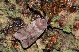 Attēlu rezultāti vaicājumam “Agrochola litura”