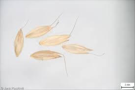 Attēlu rezultāti vaicājumam “Alopecurus pratensis fruit”