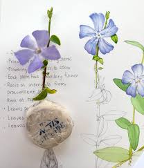 Attēlu rezultāti vaicājumam “Vinca minor flower”