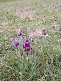 Attēlu rezultāti vaicājumam “Pulsatilla vulgaris flower”