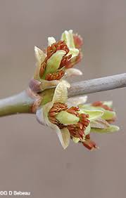 Attēlu rezultāti vaicājumam “Acer negundo female flower”