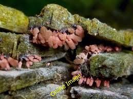 Attēlu rezultāti vaicājumam “Arcyria denudata stalked”