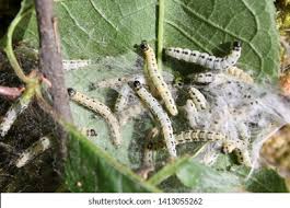 Attēlu rezultāti vaicājumam “Yponomeuta malinellus / cagnagella larva”