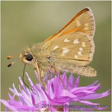 Attēlu rezultāti vaicājumam “Hesperia comma male”