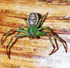 Attēlu rezultāti vaicājumam “Diaea dorsata”