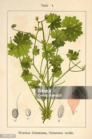 Attēlu rezultāti vaicājumam “Geranium molle leaf”