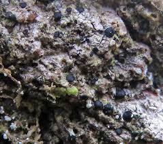 Attēlu rezultāti vaicājumam “Bacidia subincompta”