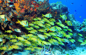 Image result for Haemulon carbonarium