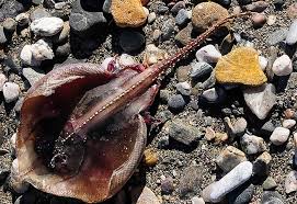 Image result for Raja asterias