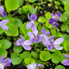 Attēlu rezultāti vaicājumam “Viola odorata flower”