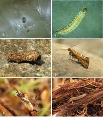 Attēlu rezultāti vaicājumam “Glyphipterigidae”