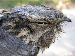 Attēlu rezultāti vaicājumam “Caprimulgus europaeus adult”