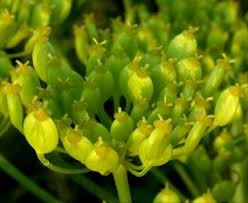 Attēlu rezultāti vaicājumam “Pastinaca sativa subsp. sylvestris flower”
