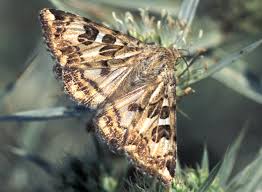 Attēlu rezultāti vaicājumam “Protoschinia scutosa”