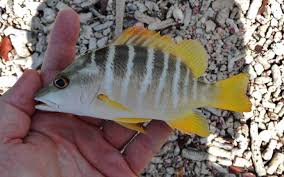 Image result for Lutjanus apodus