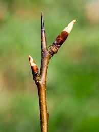 Attēlu rezultāti vaicājumam “Pyrus communis bud”